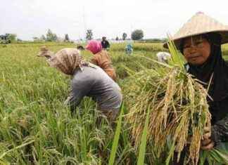 9 Million Farmers Receive Rice Farming Insurance – 9-million-farmers-receive-rice-farming-nsurance-tribunnewscom