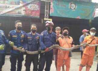 Capturing the Devil in the House: Firefighters in Pekanbaru Move It to a Tree – capturing-the-devil-in-the-house-firefighters-in-pekanbaru-move-t-to-a-tree-tribunnewscom