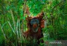 Developing a 1,800-Hectare Protected Area in Nusantara: OIKN and BOSF Collaboration developing-a-1800-hectare-protected-area-in-nusantara-okn-and-bosf-collaboration