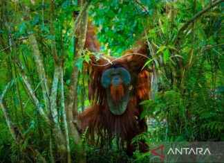 Developing a 1,800-Hectare Protected Area in Nusantara: OIKN and BOSF Collaboration developing-a-1800-hectare-protected-area-in-nusantara-okn-and-bosf-collaboration