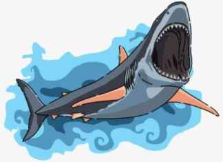 Endless Shark Fin Trade in Indonesia – endless-shark-fin-trade-in-ndonesia-jurnoid