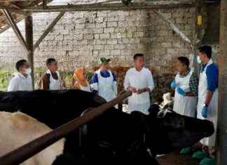 Ensuring Livestock Health: West Java Distributes 52,000 Doses of FMD Vaccine ensuring-livestock-health-west-java-distributes-52000-doses-of-fmd-vaccine