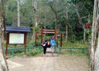 Exploring Tai Mo Shan Forest Market in Hong Kong – exploring-tai-mo-shan-forest-market-in-hong-kong-tribunnewscom