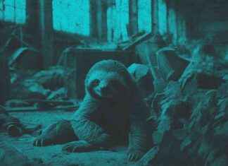 Exploring the Behavior of Sloths in the Tropical Forest – exploring-the-behavior-of-sloths-in-the-tropical-forest-jurnoid