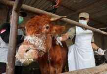 Government Ensures Ample Beef Supply for Ramadan Despite FMD Outbreak government-ensures-ample-beef-supply-for-ramadan-despite-fmd-outbreak