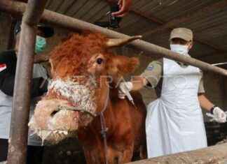 Government Ensures Ample Beef Supply for Ramadan Despite FMD Outbreak government-ensures-ample-beef-supply-for-ramadan-despite-fmd-outbreak