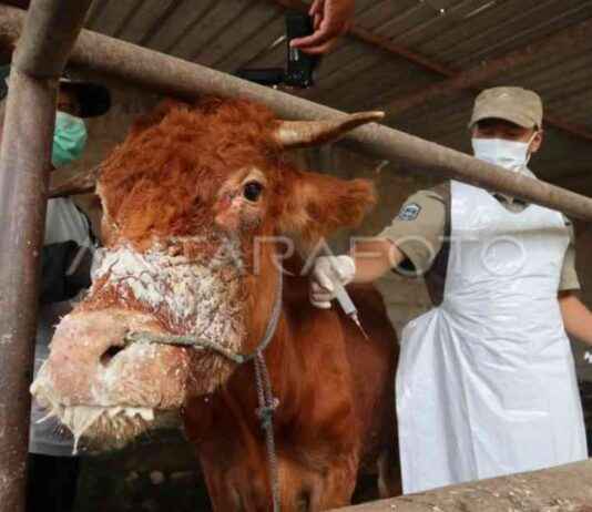 Government Ensures Ample Beef Supply for Ramadan Despite FMD Outbreak government-ensures-ample-beef-supply-for-ramadan-despite-fmd-outbreak