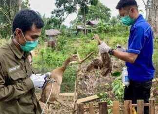 Indonesia Intensifies Bird Flu Surveillance Amid Global Increase ndonesia-ntensifies-bird-flu-surveillance-amid-global-ncrease