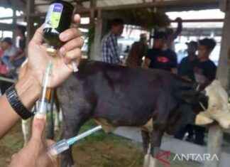 Indonesia’s Nationwide Distribution of 124,000 FMD Vaccine Doses ndonesias-nationwide-distribution-of-124000-fmd-vaccine-doses