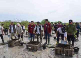 Planting 5 Hectares of Mangroves in Bali: Ministry’s Conservation Efforts planting-5-hectares-of-mangroves-in-bali-ministrys-conservation-efforts