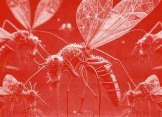 Proven Tips to Reduce Mosquito Bites – proven-tips-to-reduce-mosquito-bites-jurnoid