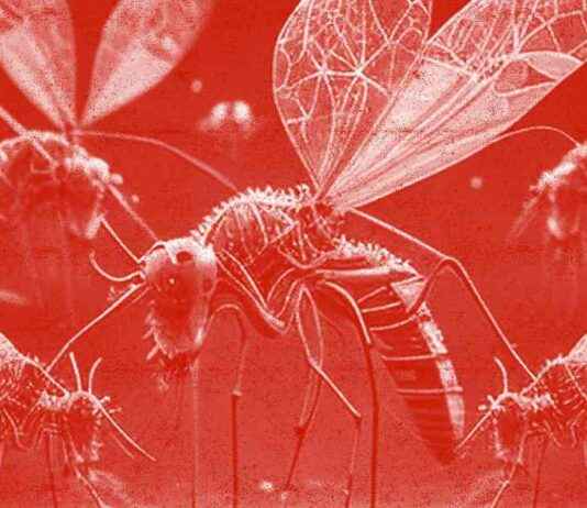 Proven Tips to Reduce Mosquito Bites – proven-tips-to-reduce-mosquito-bites-jurnoid
