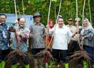 Singkong Cikarawang: Bahan Baku Bioplastik Ramah Lingkungan – Produk Sampai Jepang singkong-cikarawang-bahan-baku-bioplastik-ramah-lingkungan-produk-sampai-jepang