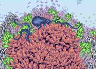 Survival Tips for Terumbu Karang: Holding Hands Amidst the Apocalypse survival-tips-for-terumbu-karang-holding-hands-amidst-the-apocalypse