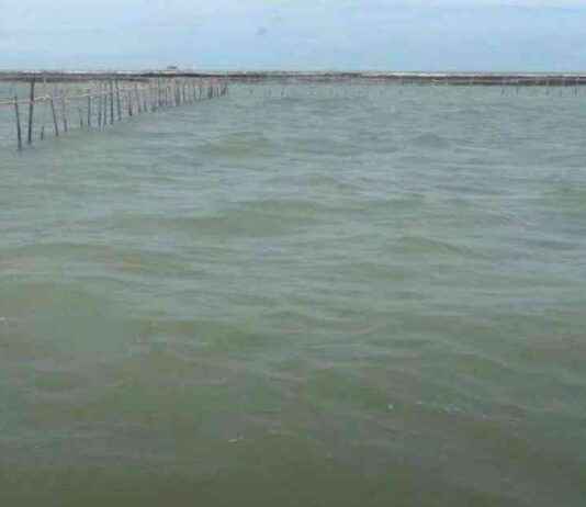 Testimony of Fishermen about Installing Sea Fences: Done from Morning to Afternoon, Using Small Boats – testimony-of-fishermen-about-nstalling-sea-fences-done-from-morning-to-afternoon-using-small-boats-tribunnewscom