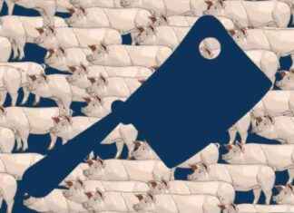 Uncovering Pig Butchering Scam: Investasi Bodong & Human Trafficking uncovering-pig-butchering-scam-nvestasi-bodong-human-trafficking