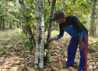 Utilizing Forests as Food Reserves: A Guide for Sustainable Living utilizing-forests-as-food-reserves-a-guide-for-sustainable-living