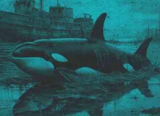 Whale Fall: Largest Underwater Food Festival – whale-fall-largest-underwater-food-festival-jurnoid