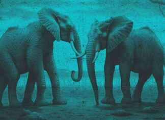 Why Elephants Can’t Jump Like Kangaroos – why-elephants-cant-jump-like-kangaroos-jurnoid