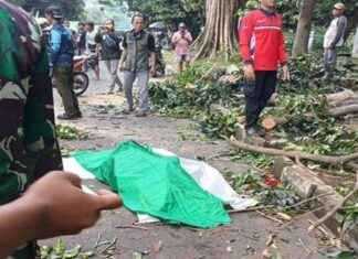 Woman in Yogyakarta Dies After Being Crushed by Fallen Tree While Sweeping in Front of Her Warung – woman-in-yogyakarta-dies-after-being-crushed-by-fallen-tree-while-sweeping-in-front-of-her-warung-tribunnewscom