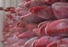 Boosting Indonesia’s Red Snapper Exports to US Market boosting-ndonesias-red-snapper-exports-to-us-market
