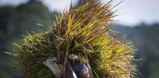 Indonesia Aims for Food Self-Sufficiency: Record Rice Stocks Boost Efforts ndonesia-aims-for-food-self-sufficiency-record-rice-stocks-boost-efforts