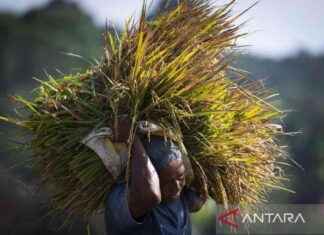 Indonesia Aims for Food Self-Sufficiency: Record Rice Stocks Boost Efforts ndonesia-aims-for-food-self-sufficiency-record-rice-stocks-boost-efforts