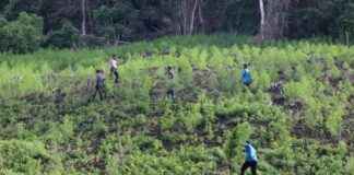 Indonesian Military Eradicates Marijuana Field in Aceh ndonesian-military-eradicates-marijuana-field-in-aceh