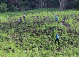Indonesian Military Eradicates Marijuana Field in Aceh ndonesian-military-eradicates-marijuana-field-in-aceh
