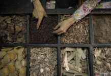 Prioritaskan Pengobatan Alami di Indonesia untuk Transformasi Kesehatan prioritaskan-pengobatan-alami-di-ndonesia-untuk-transformasi-kesehatan